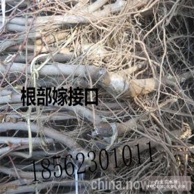 哪里有品种纯正的冬枣树苗 冬枣树苗基地大量批发枣树苗 2公分