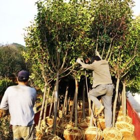 高杆独杆红叶石楠8公分装车价