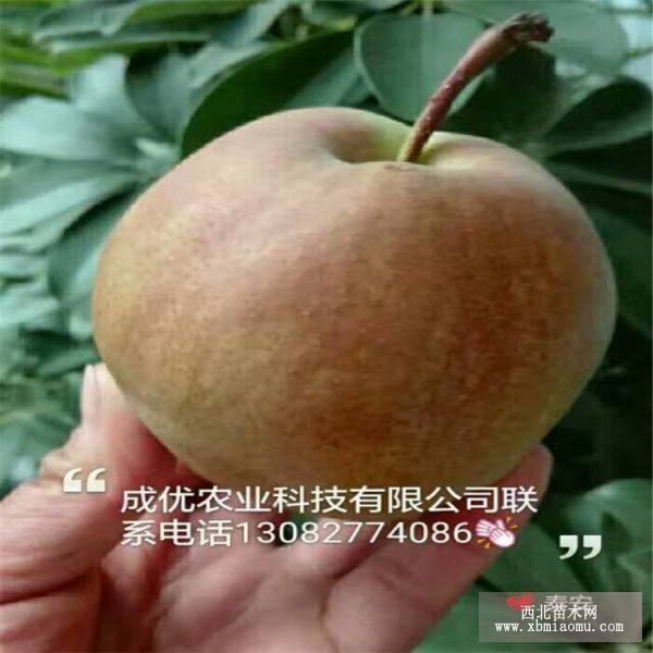 梨樹苗 梨樹 梨苗