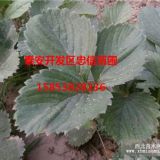 泰安奶油草莓苗廠家