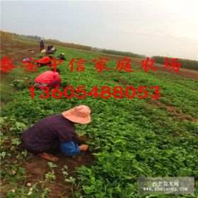 香绯草莓苗  香绯草莓苗价格