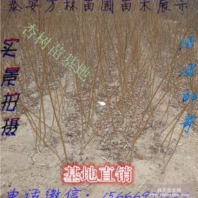 1公分珍珠油杏杏树苗 2公分珍珠油杏杏树苗那里有卖的多少钱