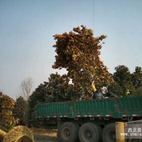 南京苗圃广玉兰销售报价一览