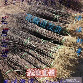 1米高以上九叶青花椒苗价格 1米高九叶青花椒苗那里有卖的多少