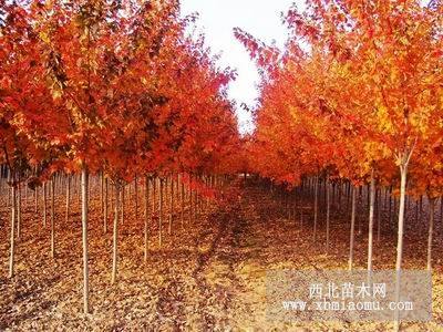 美國紅楓基地