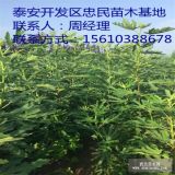 无花果树苗新品种 无花果树苗价格