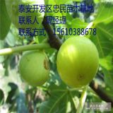 无花果树苗新品种 无花果树苗价格 无花果树批发