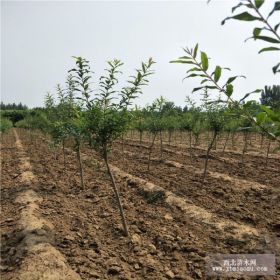 甜石榴树苗基地 甜树苗树苗价格 批发甜石榴树苗 现挖现卖