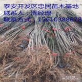 无花果树苗供应价格 无花果树苗哪里有卖的