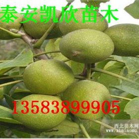 8518核桃苗行情 皮惫灾害耐储运 8518核桃苗种植方法