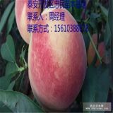 新品種桃樹苗價格 2017年桃樹苗供應(yīng)基地