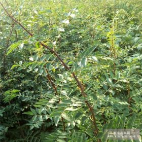 贵州大红袍花椒苗 贵州大红袍花椒苗多少钱 贵州花椒苗种植技术