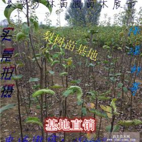 玉露香梨树苗价格