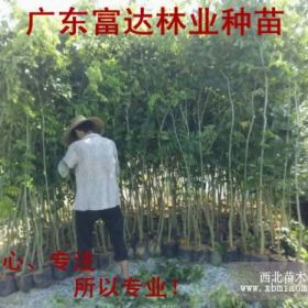 供应黄花梨树苗、黄花梨树苗价格，黄花梨树苗批发