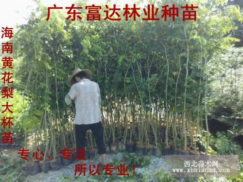 黄花梨树苗