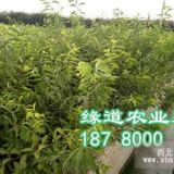 蜂糖李苗研究基地，優(yōu)質(zhì)蜂糖李苗批發(fā)