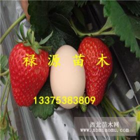 紅顏草莓苗 草莓苗什么品種好