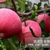 遼寧哪里有三公分的寒富蘋(píng)果樹(shù)苗價(jià)格低