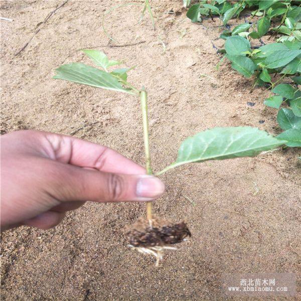 吉塞拉砧木芽苗