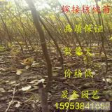 哪里有《香玲核桃苗》，香玲核桃苗價(jià)格，3公分香玲核桃苗出售價(jià)