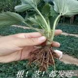 草莓苗多少钱一颗 2017年草莓苗价格