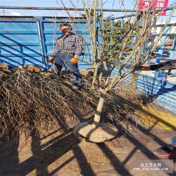 大红袍石榴树