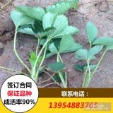 甜查理草莓苗價(jià)格 脫毒甜查理草莓苗