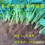 山东草莓苗 山东草莓苗基地 山东草莓苗批发价格