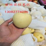 梨樹(shù)苗價(jià)格 新品種梨樹(shù)苗價(jià)格 梨樹(shù)苗價(jià)格多少錢(qián)