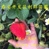 紅顏草莓苗批發(fā)價(jià)格 紅顏草莓苗多少錢一棵