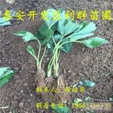 哪里有卖红颜草莓苗的、红颜草莓苗多少钱一棵