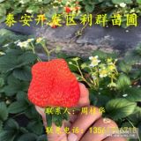 2018年紅顏草莓苗價格、紅顏草莓苗多少錢一棵