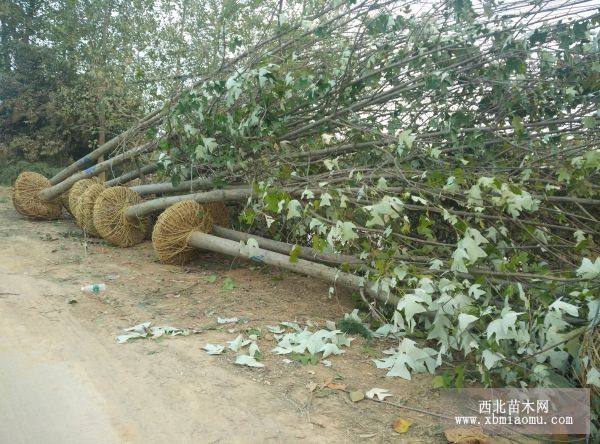 鵝掌楸