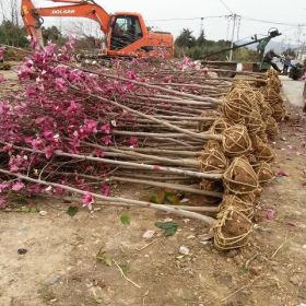 南京红玉兰、红玉兰价格报价