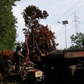 南京汤泉广玉兰基地-广玉兰报价