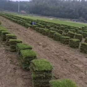 马尼拉草坪一年四季成活吗？湖南郴州蓬辉草皮苗木基地：以专业生