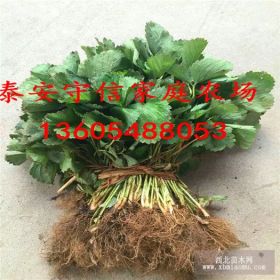 章姬草莓苗批发价格  章姬草莓苗基地