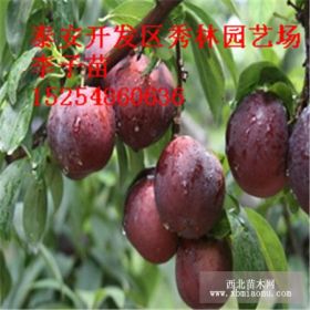 脆紅李子樹(shù)苗哪里有  價(jià)格是多少