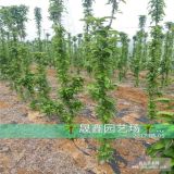 柱状苹果树苗 柱状苹果苗 3公分柱状苹果树价格多少钱哪里有