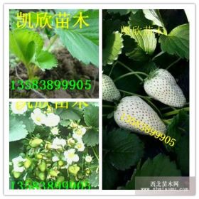 白雪公主草莓苗行情 大果抗病 白雪公主草莓苗种植方法