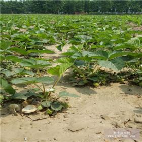 红颜草莓苗价格 红颜草莓苗基地