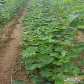 葡萄苗种植管理技术  葡萄酸怎么办