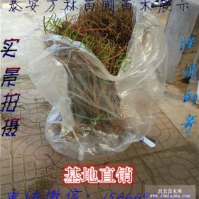 晚熟桃树苗品种介绍、晚熟桃树苗