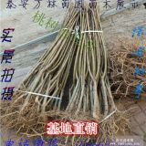 中蟠11號(hào)蟠桃苗、中蟠11號(hào)蟠桃樹苗價(jià)格{多少錢}