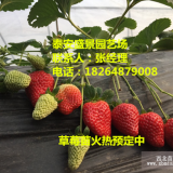 甜查理草莓苗批發(fā) 甜查理草莓苗價格甜查理草莓苗基地