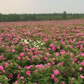 质优量大四季玫瑰食用玫瑰中天玫瑰苗木批发供应