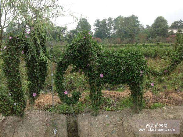 女贞造型 植物造型