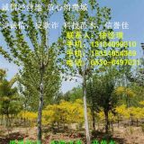 7公分白蠟價(jià)格種植技術(shù)