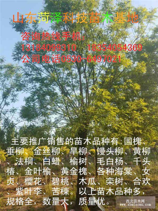 14公分白蜡价格