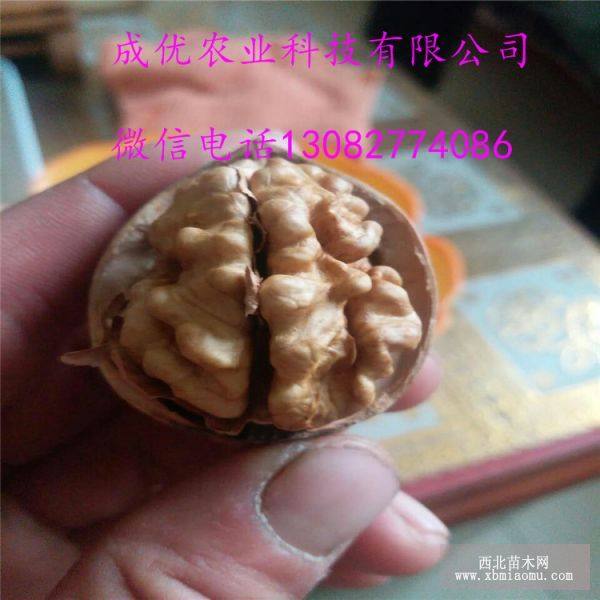 核桃苗批发价格